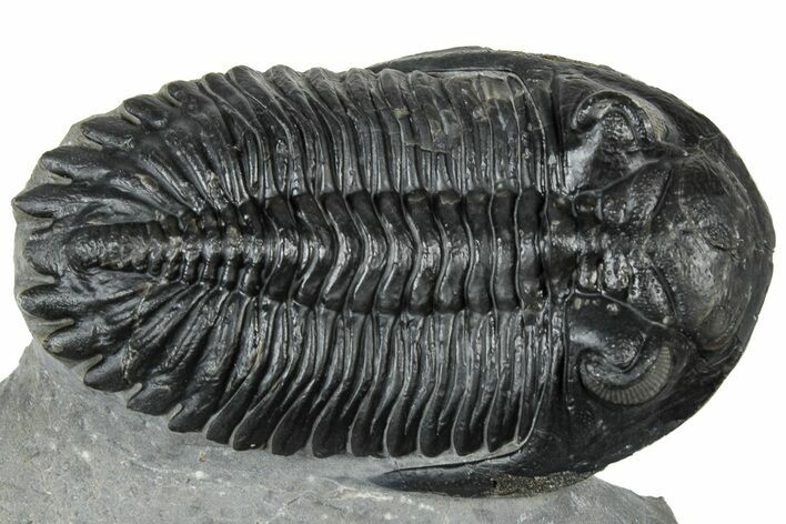 Detailed Hollardops Trilobite Fossil - Ofaten, Morocco #310575